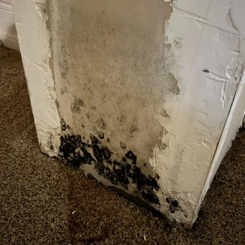 Professional Mold Removal in Champion Heights, OH
